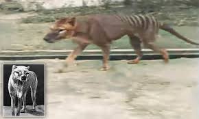 Description of animal 1933, the last captured thylacine was placed in the hobart zoo dying later the same year. Incredible Footage Emerges Of The Last Known Tasmanian Tiger Daily Mail Online