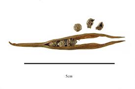 Image result for Achariaceae