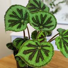 Image result for Begonia meyeri-johannis