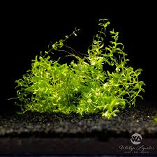 Image result for Oxyanthus goetzei