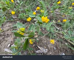 Image result for Bussea xylocarpa