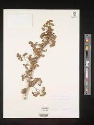 Image result for Cyphostemma heterotrichum