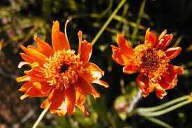 Image result for Tricalysia schliebenii