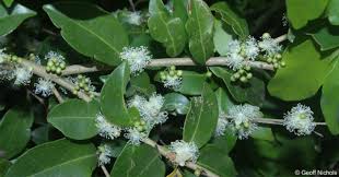 Image result for Eugenia