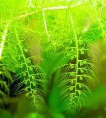Image result for Utricularia podadena