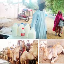 Female camel urine and milk camelus dromedarius. Why Camel Milk Urine Business Thrives In Kebbi Dailytrust