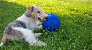 Image result for foxterier drsnosrstý