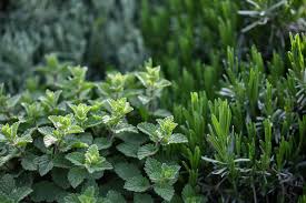 The radish flowers will also attract pollinators while the roots repel the bad nematodes and the plant itself will help repel white flies from the garden. Companion Planting For Garden Insect Balance