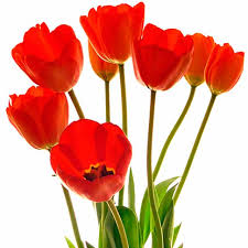 Flores Bonitas Fotos Imagenes De Flores Bonitas