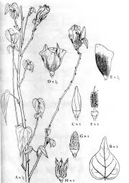 Image result for Cienfuegosia hildebrandtii