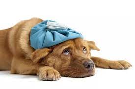 siradan 1 patatesin cok az kisinin bildigi kullanimi migraine home remedies pets sick dog
