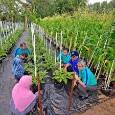Kalau anda berminat untuk membuat tanaman cili secara komersial atau sekadar hobi saja. Tanaman Fertigasi Terung