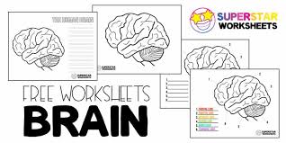 Check spelling or type a new query. Human Brain Worksheets Superstar Worksheets