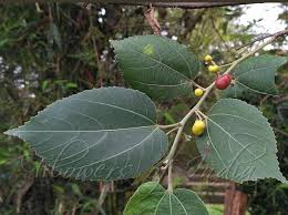 Image result for Grewia arborea