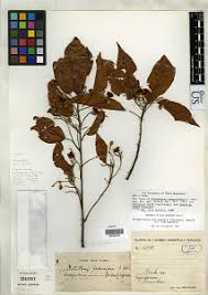 Image result for Nesogordonia