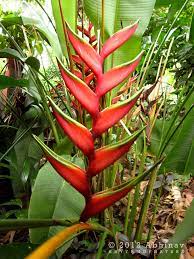 Heliconia Flowers Or Lobster Claw Rhythm Of Nature