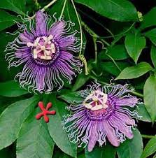 Passiflora Incense Flowering Vines Blue Passion Flower Passion Flower