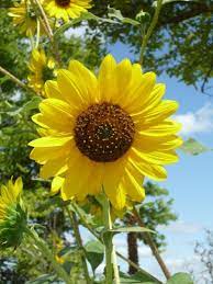 Sunflower The Kansas State Flower Kansas State Flower State Of Kansas Beautiful Gardens