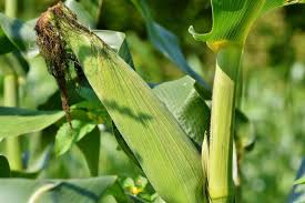 On average, corn has no more than one or two ears; Sweet Corn Planting Growing And Harvesting Sweet Corn At Home The Old Farmer S Almanac