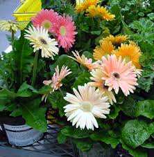Image result for Gerbera jamesonii