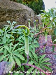 Image result for Arisaema mildbraedii