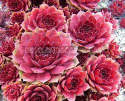 1 bag reindeer moss ; Sempervivum Varieties And Photos History Of Cultivation Planting Tips Best Landscape Ideas