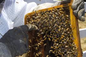 The nfl super bowl has been hosted in california 11 times at four different stadiums: Beekeeper Bee Removal San Diego