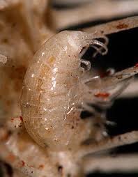 Image result for Acompsia subpunctella