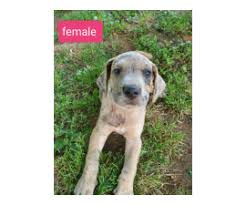 They are fawn with a black mask. Great Dane Puppy For Sale By Owner Puppies For Sale Near Me