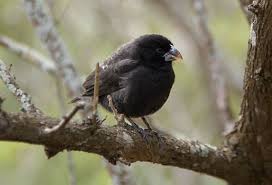 Usatestprep biology ecology flashcards quizlet. Evolution Of Darwin S Finches Tracked At Genetic Level Scientific American