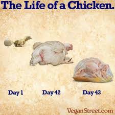 We Kill Babies For No Real Need Just For Pleasure Habit Or Convenience That S How Little We Revere And Value Someone Vegan Animals Why Vegan Vegan Quotes