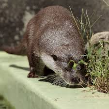 Otter Stops To Smell The Weeds The Daily Otter Otters Cute Animals Animals