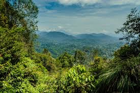 Things to do in taman negara. How To Travel To Taman Negara Rainforest