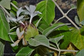 Image result for Barleria albostellata