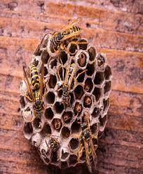 This pest control buyers guide is © copyrighted by pest control products and is protected under the us copyright act of 1976 and all other applicable international, federal, state each pest is different, and for that reason you will need to treat a wasp infestation quite differently from a mouse infestation. Do It Yourself Pest Control Clearwater Fl