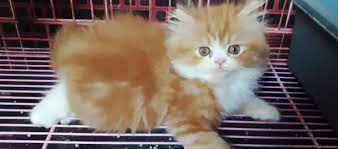 Harga kucing persia dan harga anak kucing persia yang murah juga bisa dilihat dari kondisi fisik dan kesehatan kucing persia tersebut. Info Cara Merawat Harga Kucing Persia Flatnose Daftar Harga Tarif