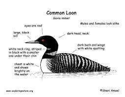 Big Black Bird With White Ring Around Neck Loon Common Common Loon Loon Loon Tattoo