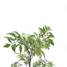 Image result for Polyscias fruticosa