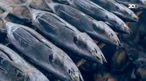 Maybe you would like to learn more about one of these? Ikan Fufu Hadirkan Mimpi Bangun Kos Kosan