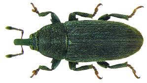 Image result for Pycreus cuanzensis