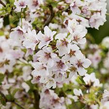 These will not only protect the blossom from frost damage, but will also cast. Plant Theory Fuji Dwarf Flowering Cherry Blossom Tree Prunus Kojo No Mai 9cm Pot Tflesp Com