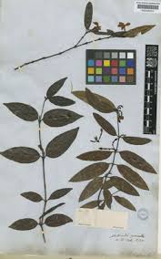 Image result for Malouetia mildbraedii