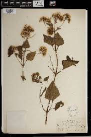 Image result for Ageratinastrum