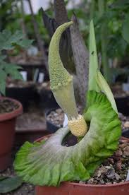 Image result for Amorphophallus lewallei