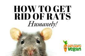 Check spelling or type a new query. How To Get Rid Of Rats Humanely No Kill Solutions To Rodent Problems