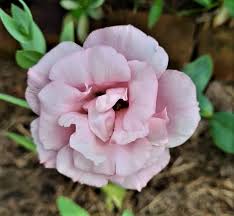 Image result for eustoma Balboa