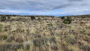 Image result for Tragus koelerioides