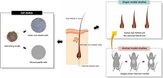 The catagen phase comes after the anagen phase and involves the transition or renewal of the hair follicles. Evaluating Hair Growth Promoting Effects Of Candidate Substance A Review Of Research Methods Journal Of Dermatological Science