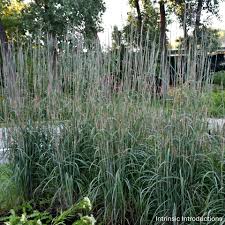 Image result for Andropogon