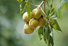 Huge collection, amazing choice, 100+ million high quality, affordable rf and rm images. Walnut Tree Fruit Photograph By Ee Photography